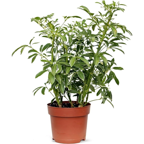 Live Variegated Hawaiian Schefflera Arboricola, Hawaiian Dwarf Umbrella Tree, Birthday Gift for Plant Lover, Housewarming Gift for The First Home, Thank You Gift, Floral Decor in 6" Pot