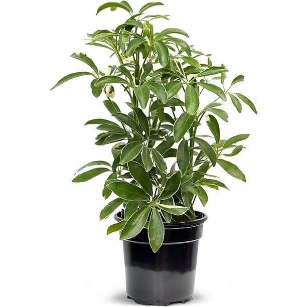 Live Variegated Hawaiian Schefflera Arboricola, Hawaiian Dwarf
