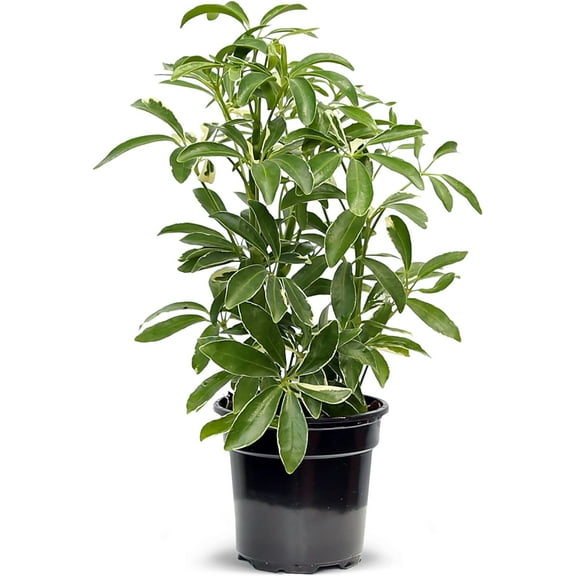 Live Variegated Hawaiian Schefflera Arboricola, Hawaiian Dwarf Umbrella Tree, Birthday Gift for Plant Lover, Sympathy Gift, Indoor Potted Houseplant, Grandma Gift in 4" Pot