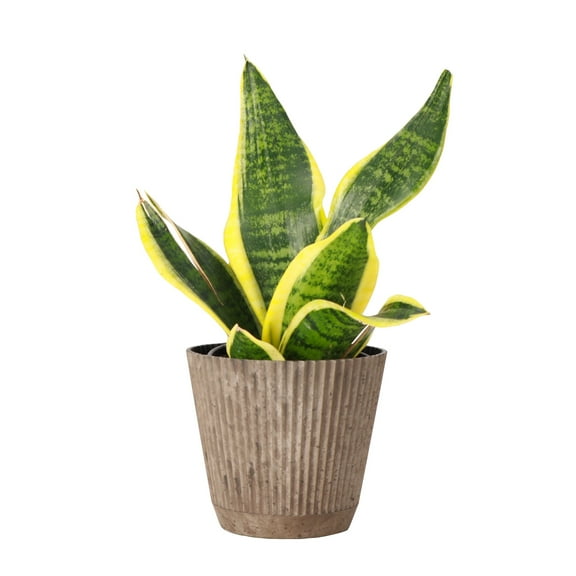 Live Variegated Snake Plant - Low Light - 4" Decorative Pot Cover - Thorsen's Greenhouse