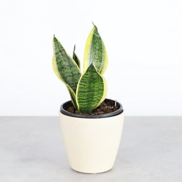 Live Variegated Snake Plant - Sansevieria Laurentii - 4" Biodegradable Pot - Natural
