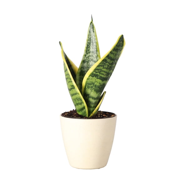 Live Variegated Snake Plant - Sansevieria Laurentii - 4" Eco Pot - Natural