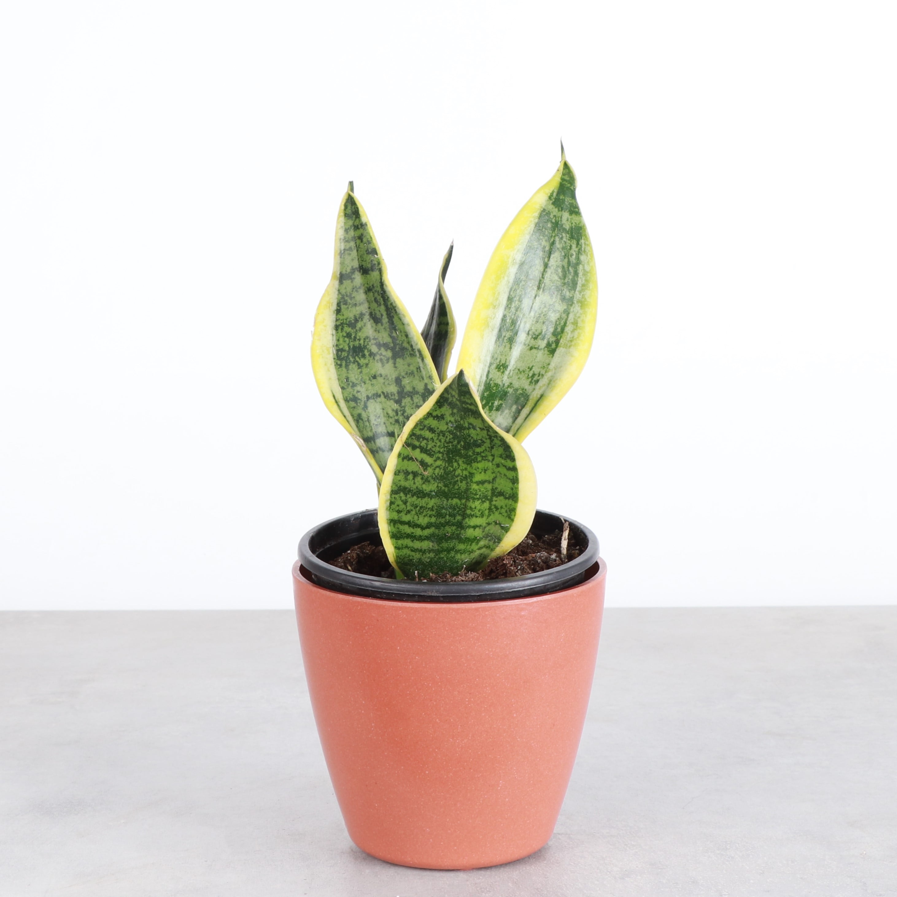 Live Variegated Snake Plant - Sansevieria Laurentii - 4