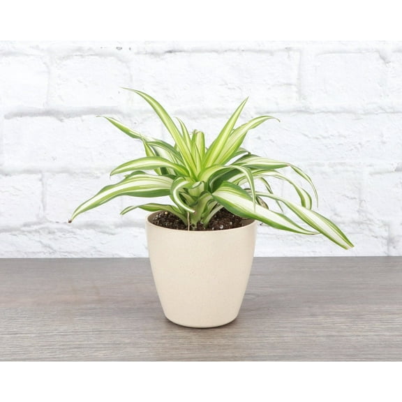 Live Variegated Spider Plant - 4" Eco Pot - Natural