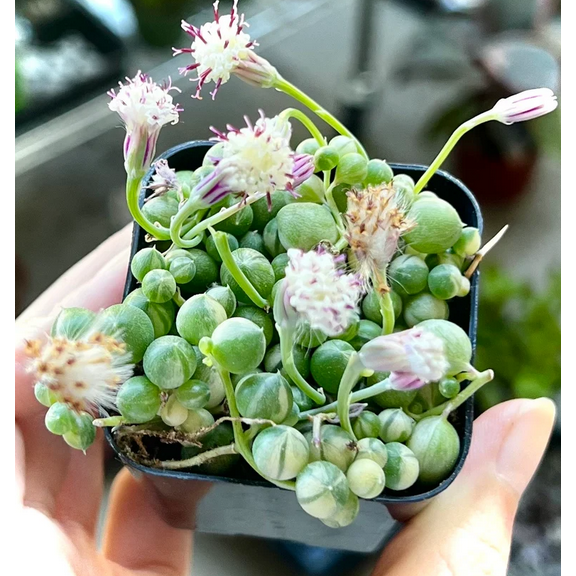 Live Variegated String Of Pearls Plant - Variegated String Of Pearls Succulent Plant - Trailing Succulent Plant - 2 Inch Pot