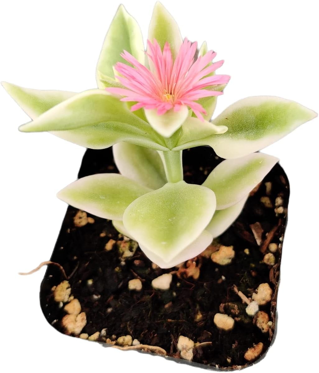 Live Variegated Succulent Plants (2"Pot Aptenia Cordifolia Variegata)