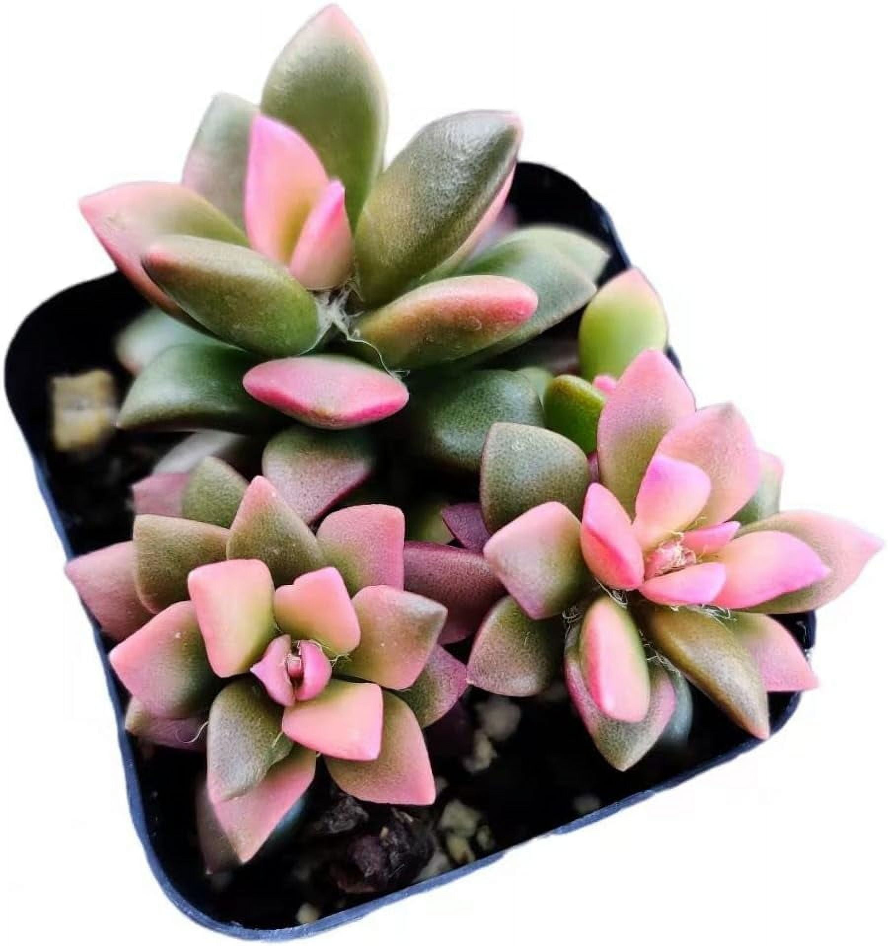 wall pots for plants Wally Wall Hanging Pot