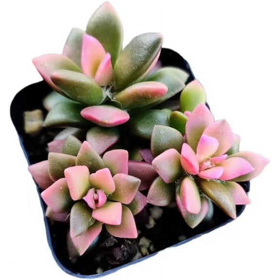 Live Variegated Succulent  Plants(2"pot Sand Rose)