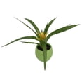 thumbnail image 1 of Live Vase Plant in Green 2" Self-Watering Pot - Bromeliad - Easy House Plant, 1 of 1