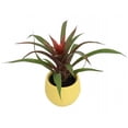 thumbnail image 1 of Live Vase Plant in Yellow 3" Self-Watering Pot - Bromeliad - Easy House Plant, 1 of 1