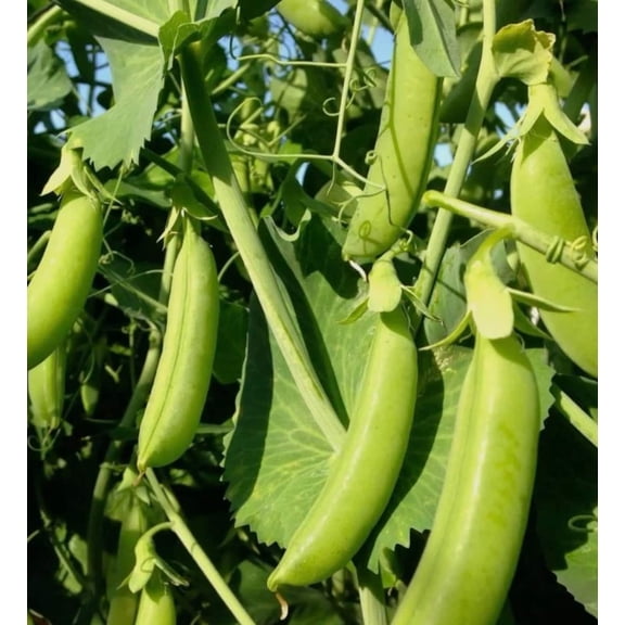 Live Vegetable Plants Sugar Snap Peas Bush 4-6"Tall 4"Pot, Green Snap Pea Well Rooted