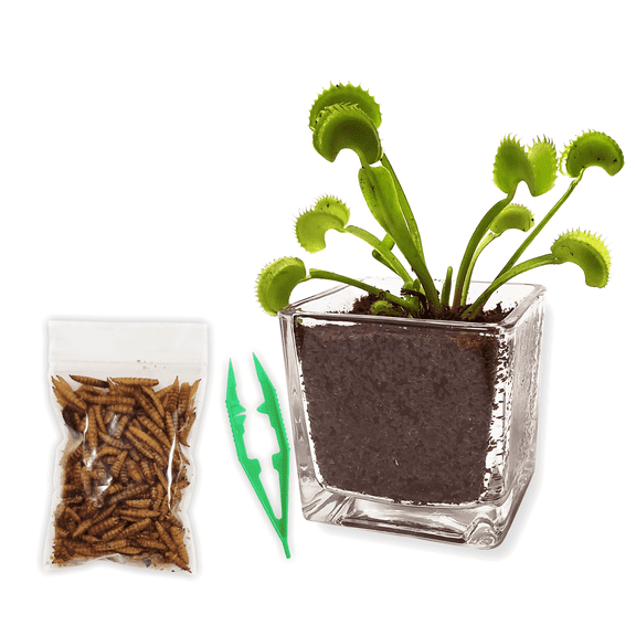 Venus Flytrap Live Plant Kit with Carnivorous Plant Food in 2.5" Glass Cube  Indoor Bug-Eating Plant with Tweezers & Sphagnum Moss  Educational Gift Fly Trap