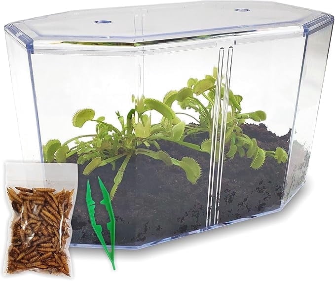 Live Venus Flytrap Kit with Carnivorous Plant Food, Tweezers, Peat Pellets & 7.5" Clear Tank – 2 Flytrap, Bug-Eating Plants for Indoor STEM Learning