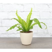 Live Victoria Fern Plant - 4" Biodegradable Pot - Natural