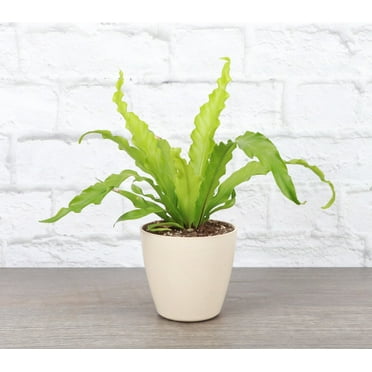 Live Victoria Fern Plant - 4" Biodegradable Pot - Natural