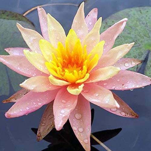Live Water Lily Tubers | Pre-Grown Hardy Lily Rhizome in White, Pink, Red, Yellow, Orange, Purple (Orange)