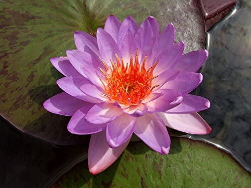 Live Water Lily Tubers | Pre-Grown Hardy Lily Rhizome in White, Pink, Red, Yellow, Orange, Purple (Purple)
