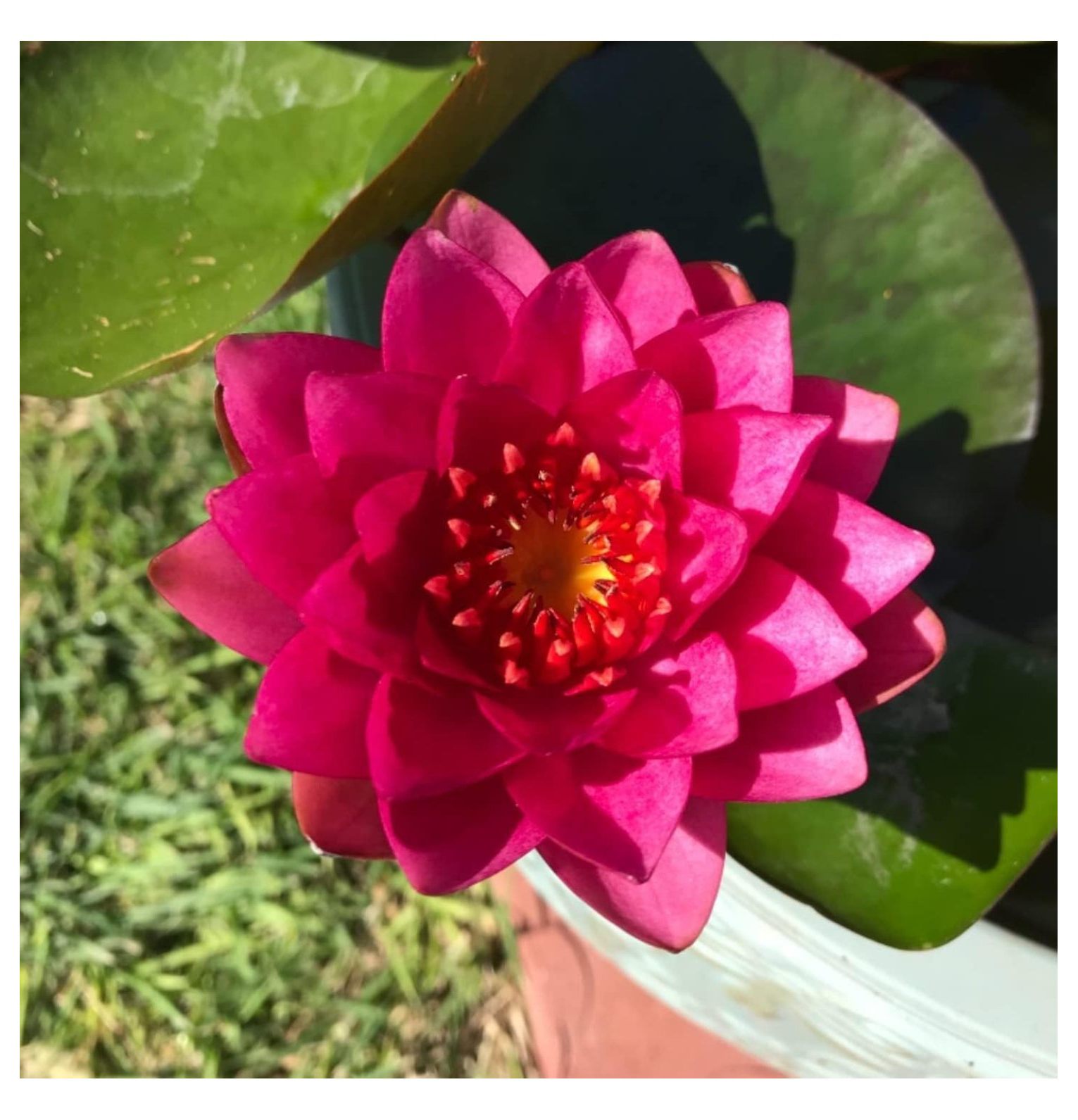 Live Water Lily Tubers PreGrown Hardy Lily Rhizome in White, , Red, Yellow, Orange, Purple