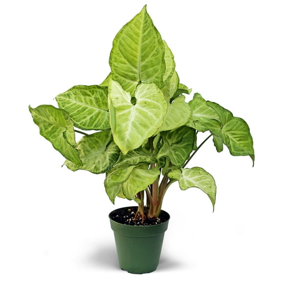 Live White Butterfly Syngonium Arrowhead, Air Purifying Houseplant in 4 inch Pot