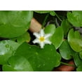 Live White Flower Water Snowflake Aquatic Marginal Pond Plant