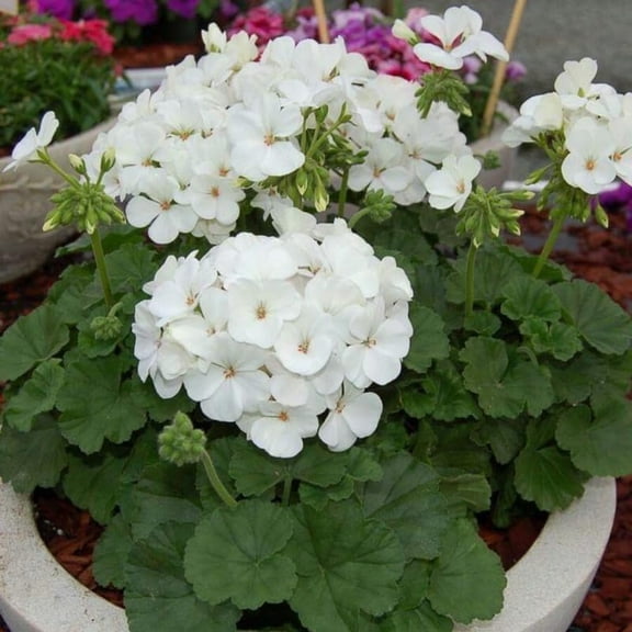 Live White Geranium Plant, 3 to 6 Inch Tall Geranium Plant Live, Perennial Geraniums Flower Plants, Outdoor Garden Planting