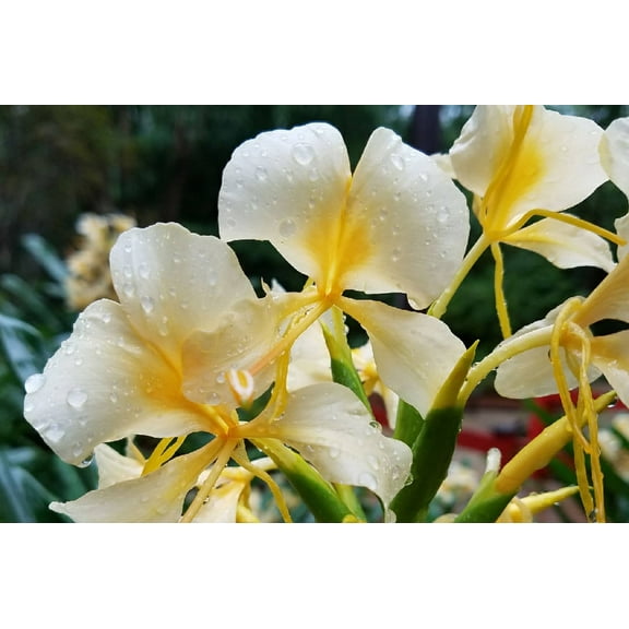 Live White Ginger Plant Root 1 Pk (Root 2"-4") Partial Shade