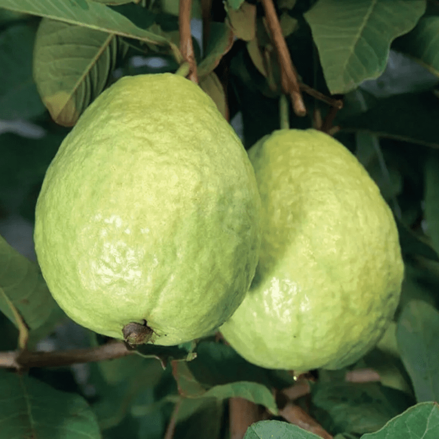 Live White Guava Tree Plant Psidium Guajava Sweet Guavas Fruit Starter Plant 4"Pot