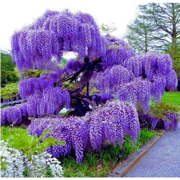 Live Wisteria Plant, 6 to 12 Iinch Fragrant Flowering Vine,  Hardy Purple Wisteria  Starter Plant