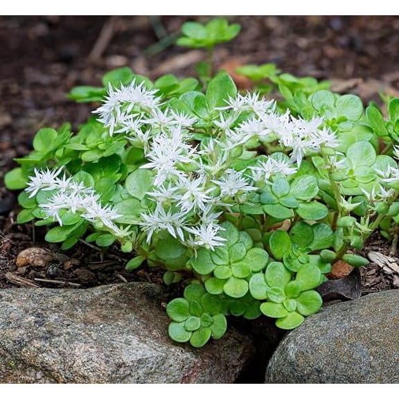 Live Woodland Stonecrop Plant (Sedum ternatum) in 2.5 inch Pot - Native Shade-Loving Ground Cover with White Flowers - Moon Garden Plant