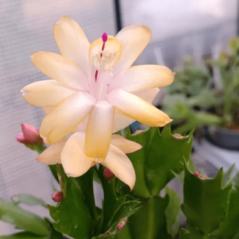 Live Yellow Christmas Cactus Plant, 3 Inch Pot, Flowering Succulent Ideal  for Home or Office Growing - Walmart.com