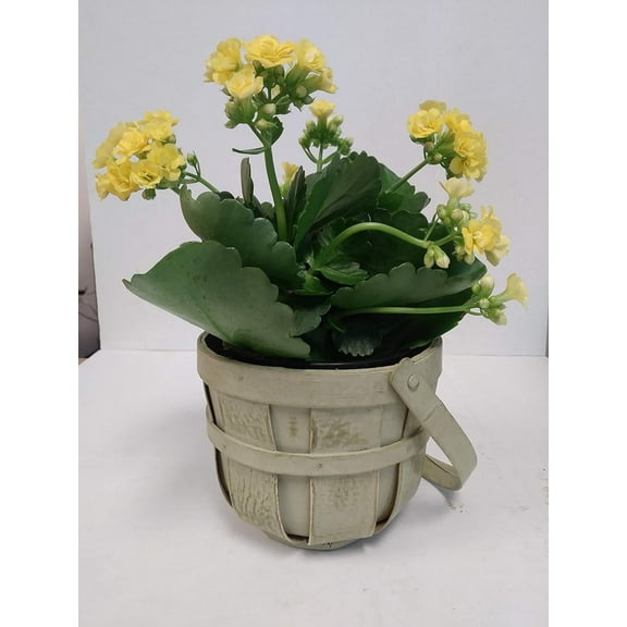 Live Yellow Kalanchoe in Woven Green Gift Bucket- 4 Inch Plant