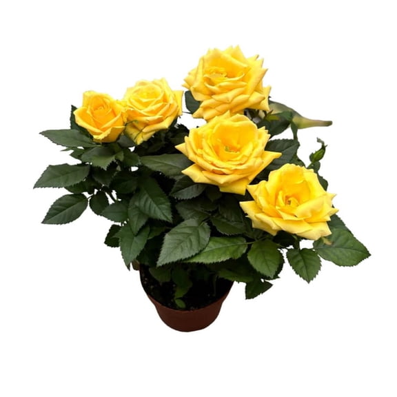 Live Yellow Mini Rose Plant 4-8"Tall 4"Pot, Miniature Roses Bush Rosa Yellow Fragrant Flowers Well Rooted