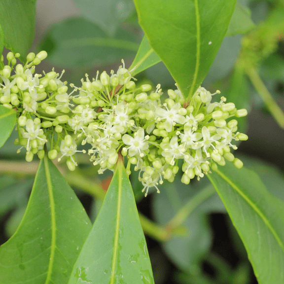 Live Yerba Mate Plant for Planting, Ilex Paraguariensis Tea Plant 4-6 Inch Tall