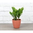 thumbnail image 1 of Live ZZ Plant - 4" Biodegradable Pot - Terra Cotta, 1 of 5