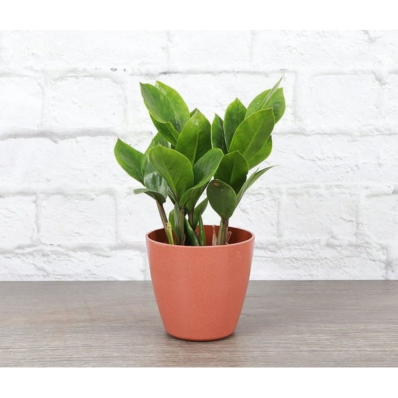 Live ZZ Plant - 4" Biodegradable Pot - Terra Cotta