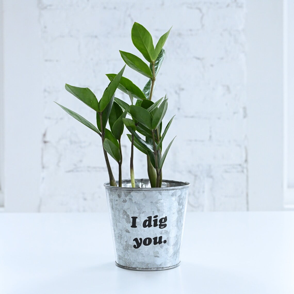 ZZ Plant in Silver Pot with 'I Dig You' Message