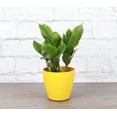 thumbnail image 1 of Live ZZ Plant - Zanzibar Gem - 4" Decorative Biodegradable Pot - Yellow, 1 of 5