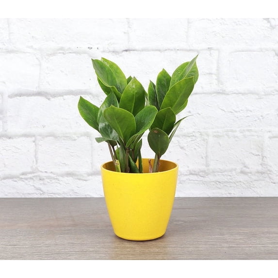 Live ZZ Plant - Zanzibar Gem - 4" Decorative Biodegradable Pot - Yellow
