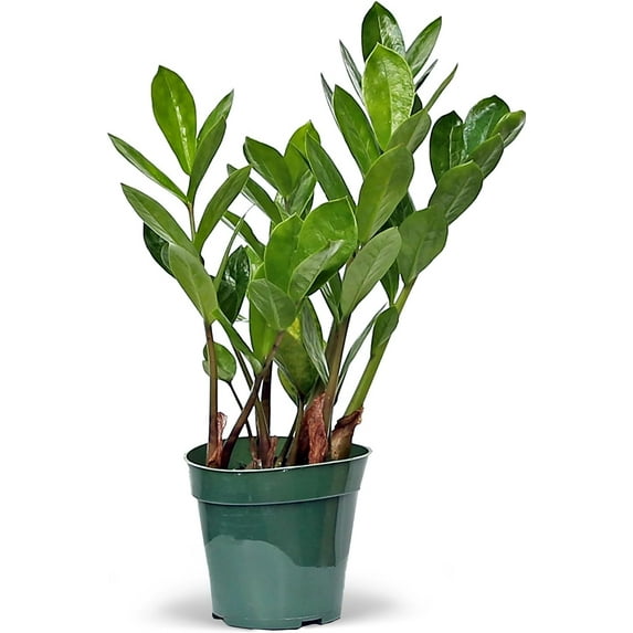 Live Zamioculcas Zamiifolia, ZZ Plant, Christmas Gift Houseplant, Birthday Good Luck Tree Gift, Plant Lover Gift, Indoor Potted Plant, Evergreen Plant Gift in 4" Pot
