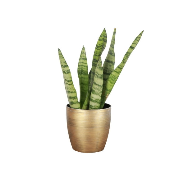 Live Zeylancia Snake Plant - 4" Decorative Holiday Pot
