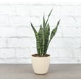 thumbnail image 1 of Live Zeylancia Snake Plant - Easy Sansevieria - 4" Eco Pot - Natural, 1 of 5
