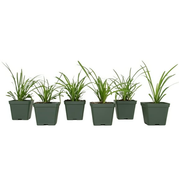Live perennial Grass 4" Big Blue Liriope (6-Pack) with Full Sunlight