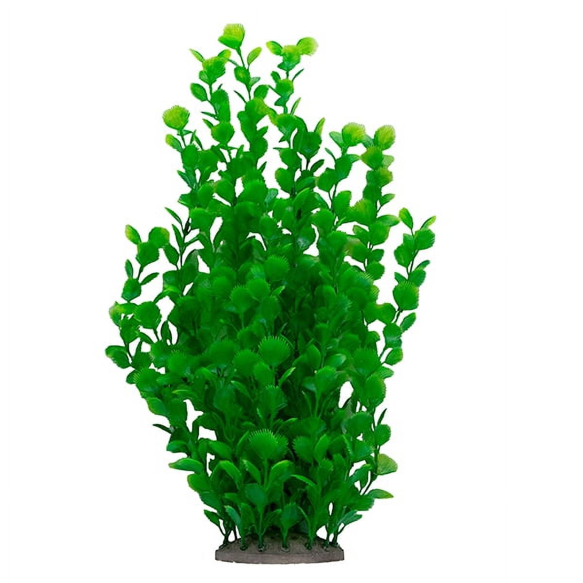 Buy LiveAquaria 14 Delicate Leaf Plant Online Jamaica | Ubuy