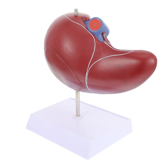 NICERIO Human Organ Model Human Anatomy Liver Anatomical Model Brown 1Set Teaching