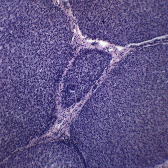 Liver Section Mammal - Prepared Microscope Slide - 75 x 25mm - Biology & Microscopy - Eisco Labs