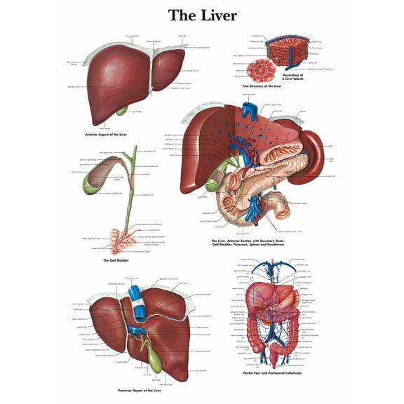 The Liver Wall Art Posters Canvas Print Artwork Wall Chart Human Anatomy Wall Painting Office Hospital Room Home Decoration (without Framed),Multicolor,16x19.7 inch(40x50 cm)