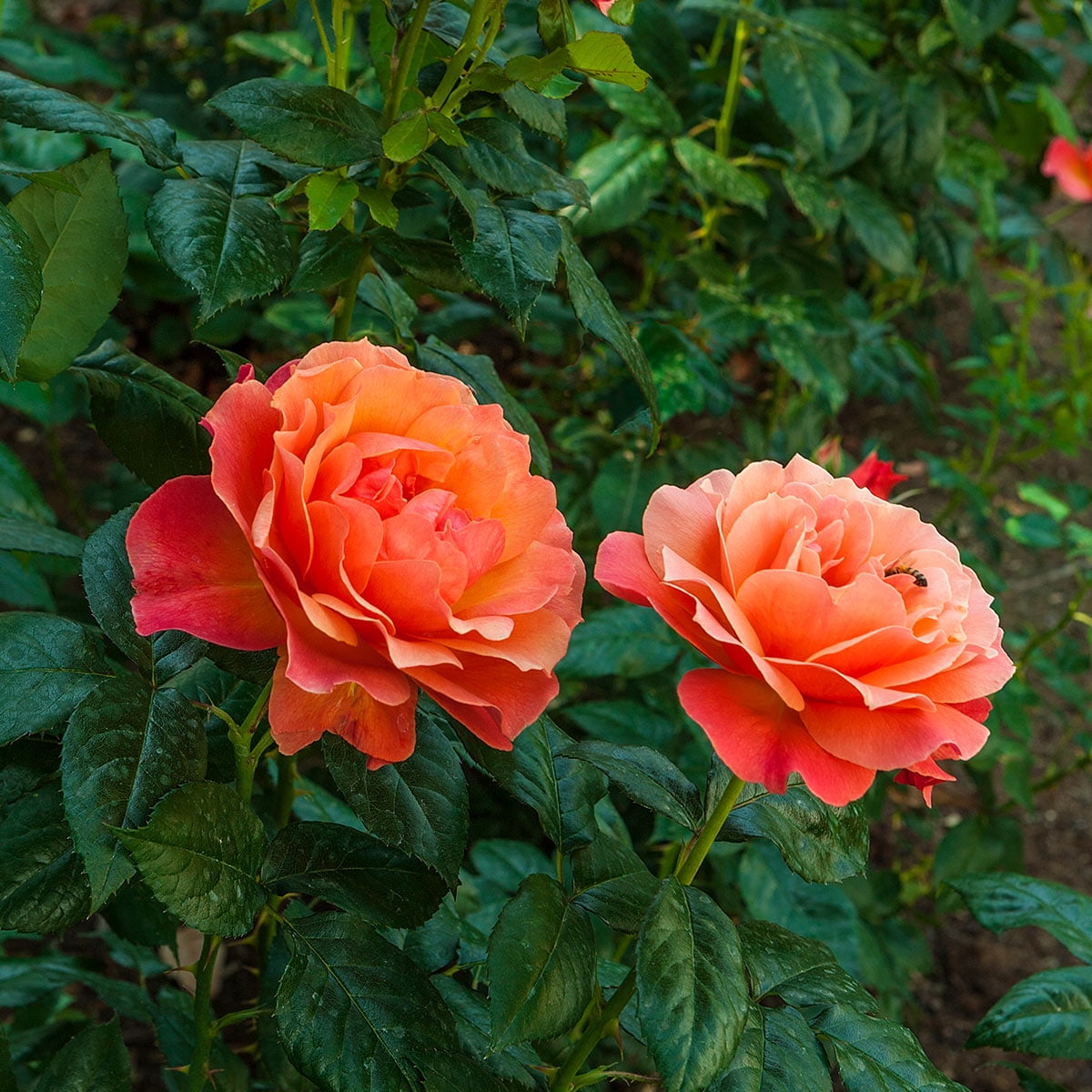 Dormant Mini Roses Livin Easy Dormant Bare Root Floribunda Rose, Includes one dormant ...