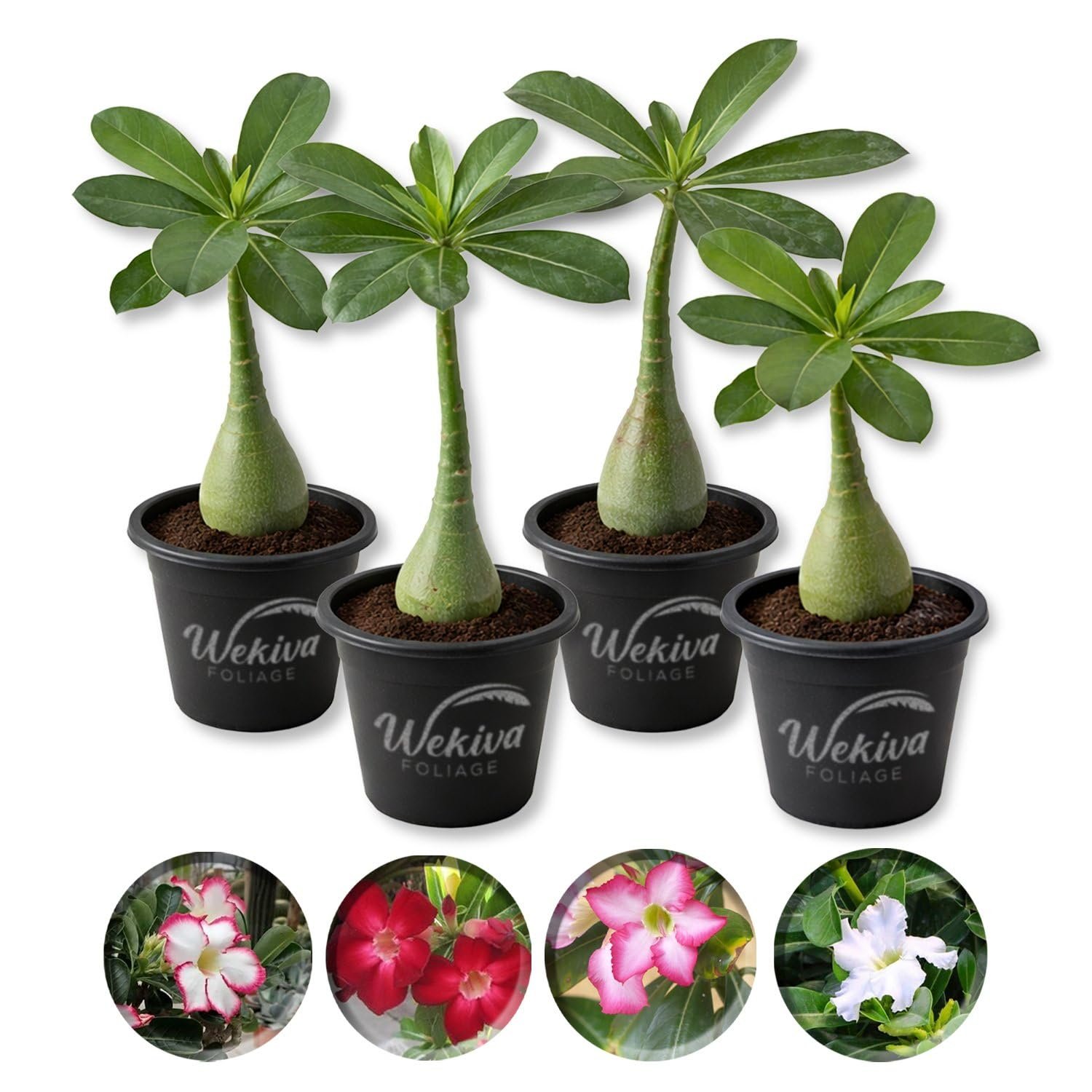 Living Basics Desert Rose Collection - 4 Live Starter Plants - Adenium ...