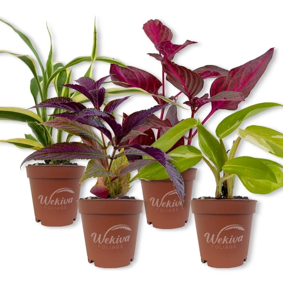 Living Basics Houseplant Collection - 4 Live Starter Plants - Growers Choice - Elegant and Beautiful Easy Care Indoor Foliage Perfect for Home or Office