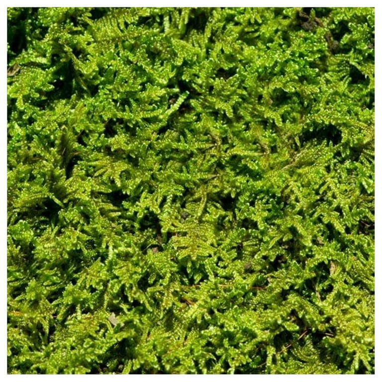 Living Moss - Sheet Moss Perfect for Terrariums and Bonsai by NeosKon |  Live Arrival is Guaranteed